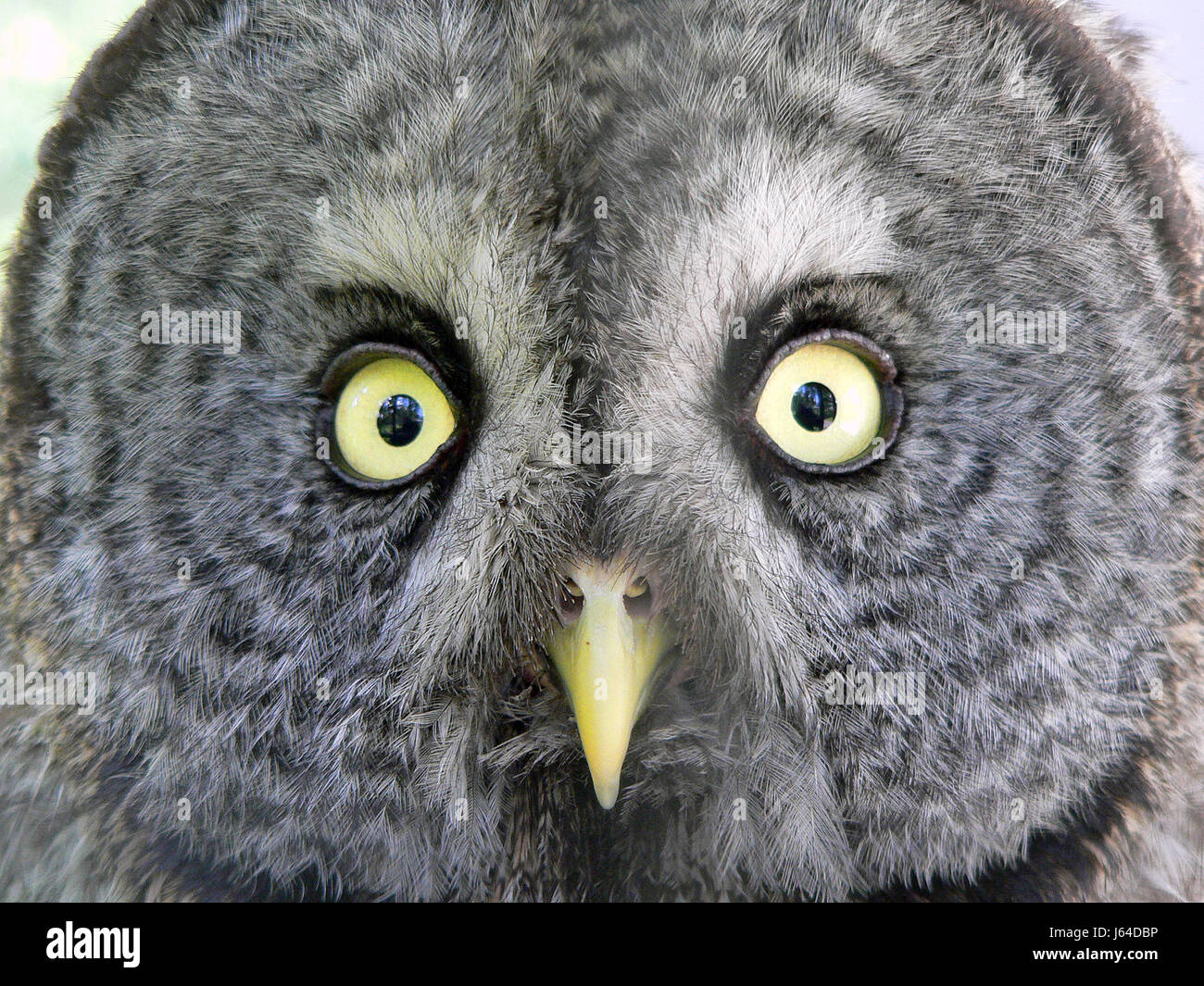 Uccello animale bruno marrone brunette faccia occhi becco civetta macro close close-up Foto Stock