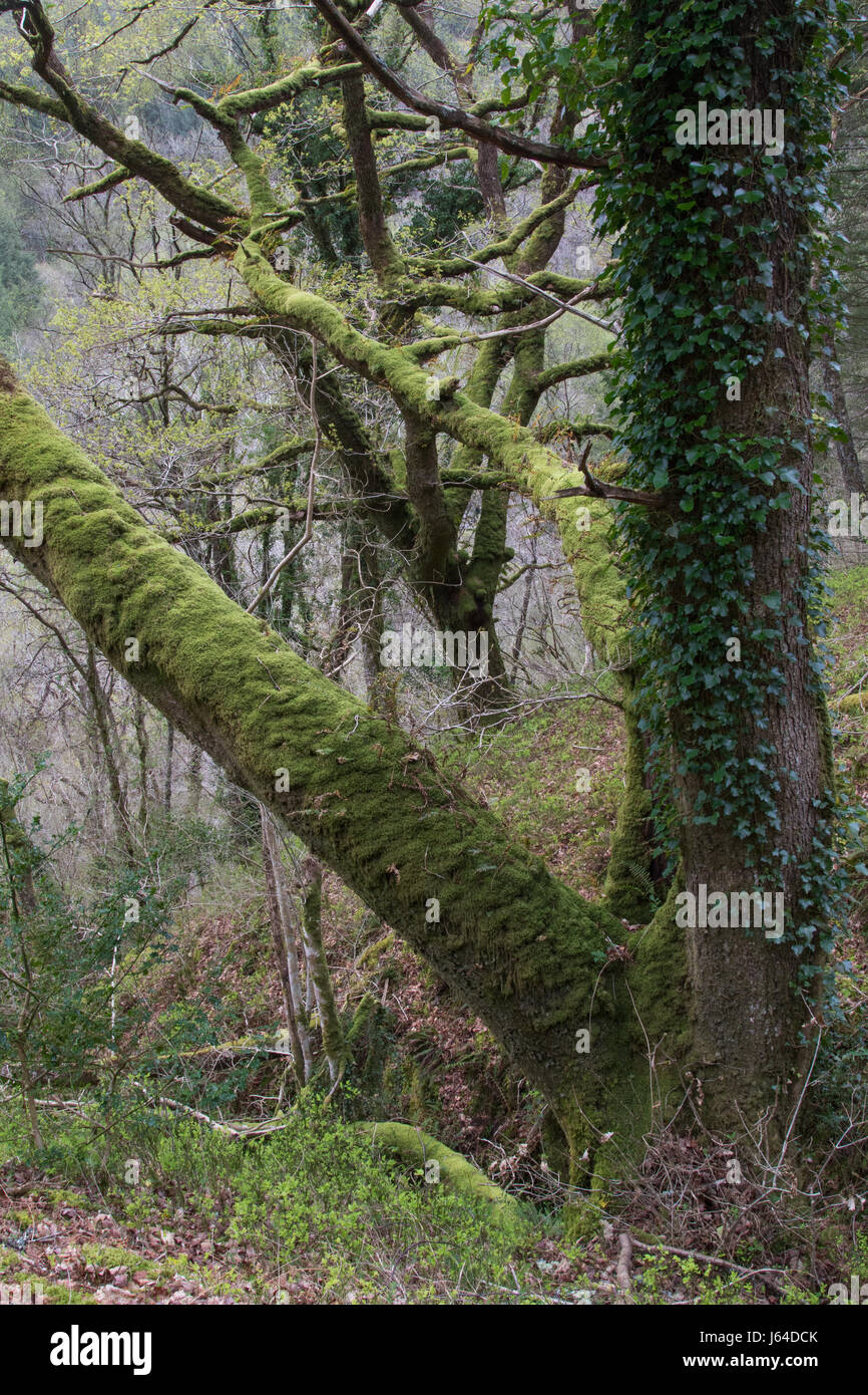 Oak tree tappezzato di muschio ed edera in un bosco di latifoglie nel Parco Nazionale di Snowdonia, Galles Foto Stock