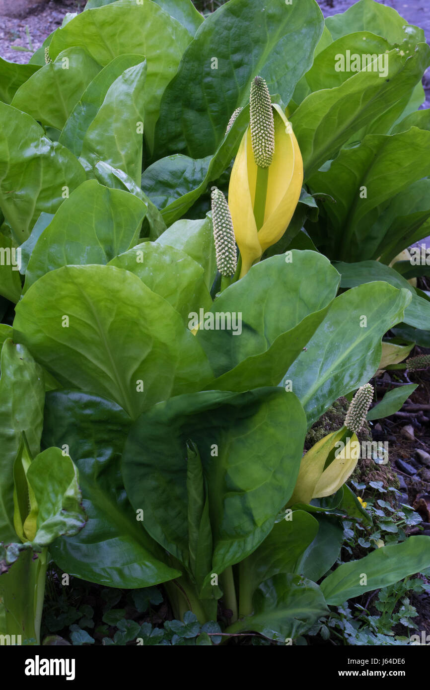 Americano di Skunk cavolo (Lysichiton americanus) Foto Stock