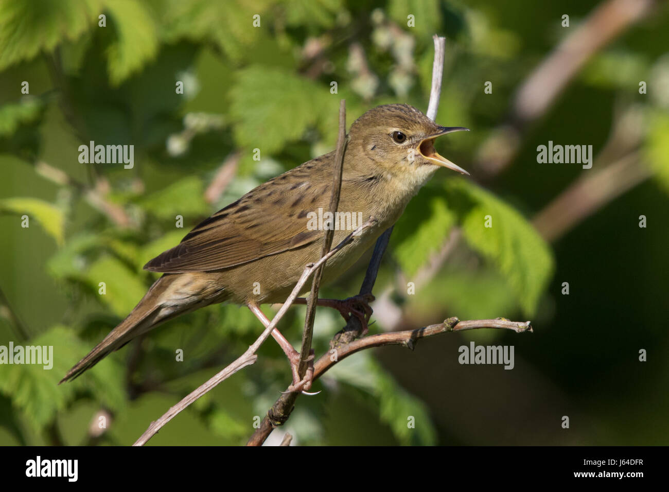 Il canto Grasshopper trillo (Locustella naevia) Foto Stock