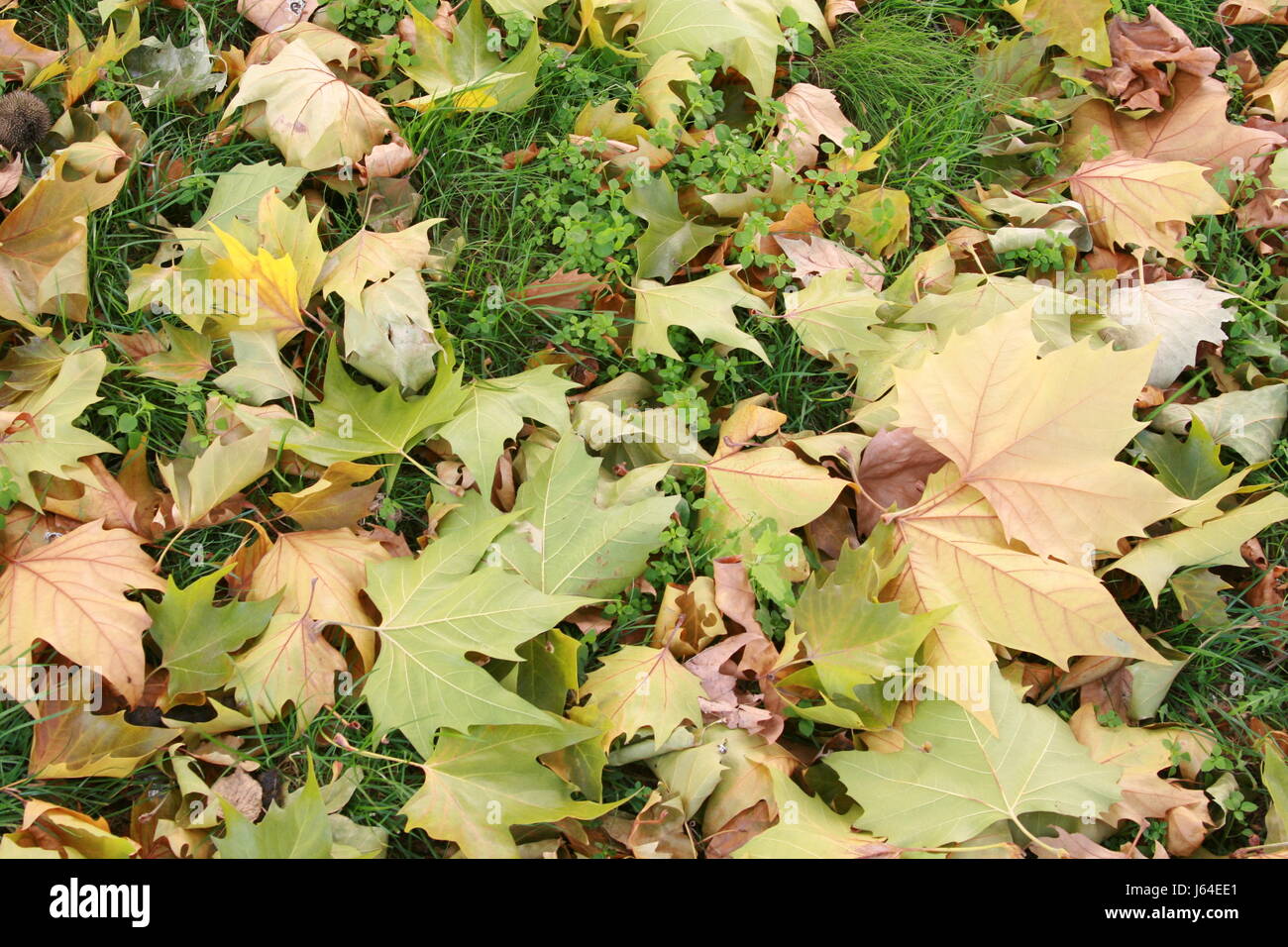 Foglie erba di prato prato verde delle foglie di castagno in autunno cadono le foglie verdi Foto Stock