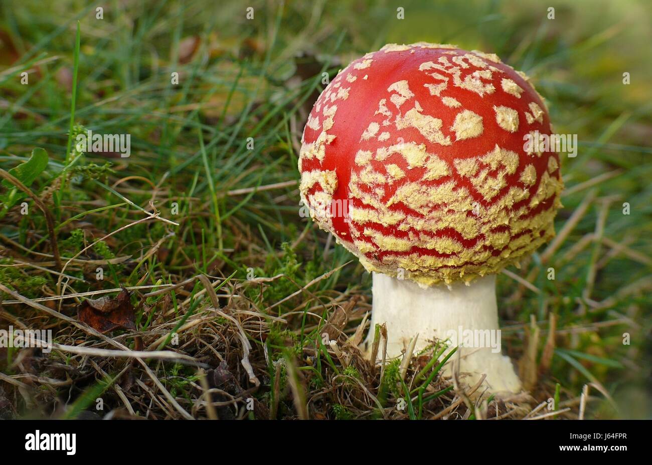 Fly agaric mushroom fungo giovani giovani prato red tossico natura velenoso Foto Stock