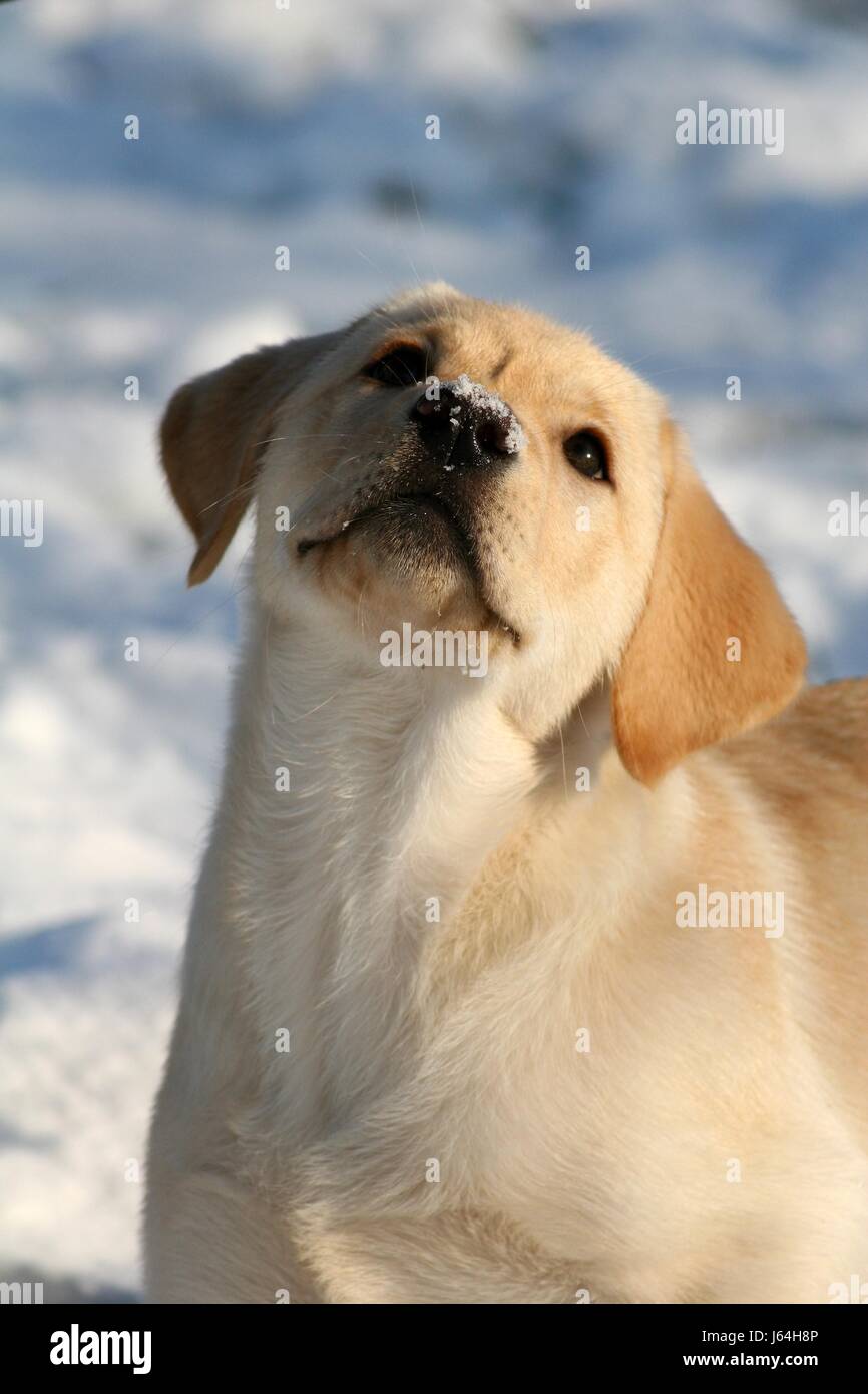Inverno cucciolo formato ritratto di neve più labrador retriever macro close-up macro Foto Stock