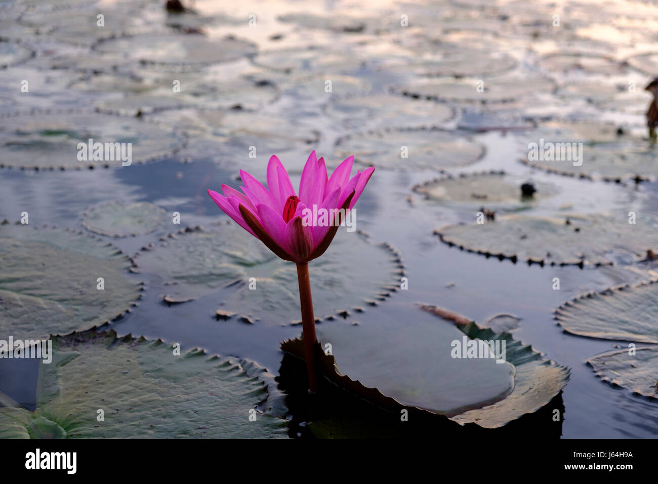 Un 'lotus flower' (tecnicamente, un'acqua lilly) a 'Red Lotus Mare", Kumphawapi, Udon Thani provincia, Thailandia. Foto Stock