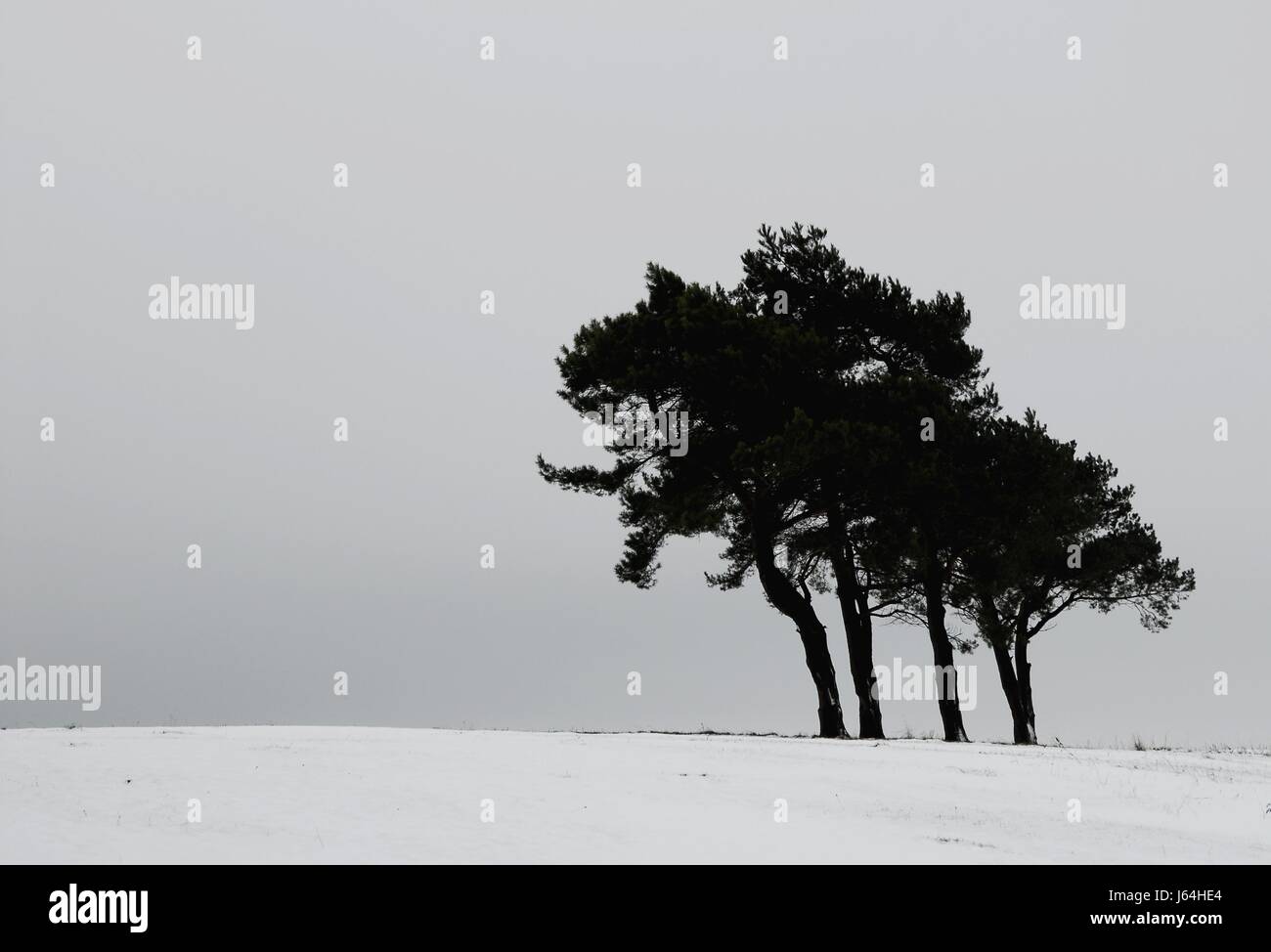 Tree inverno intrico di alberi albero neve inverno alberi intrico di alberi europeo vuoto Foto Stock