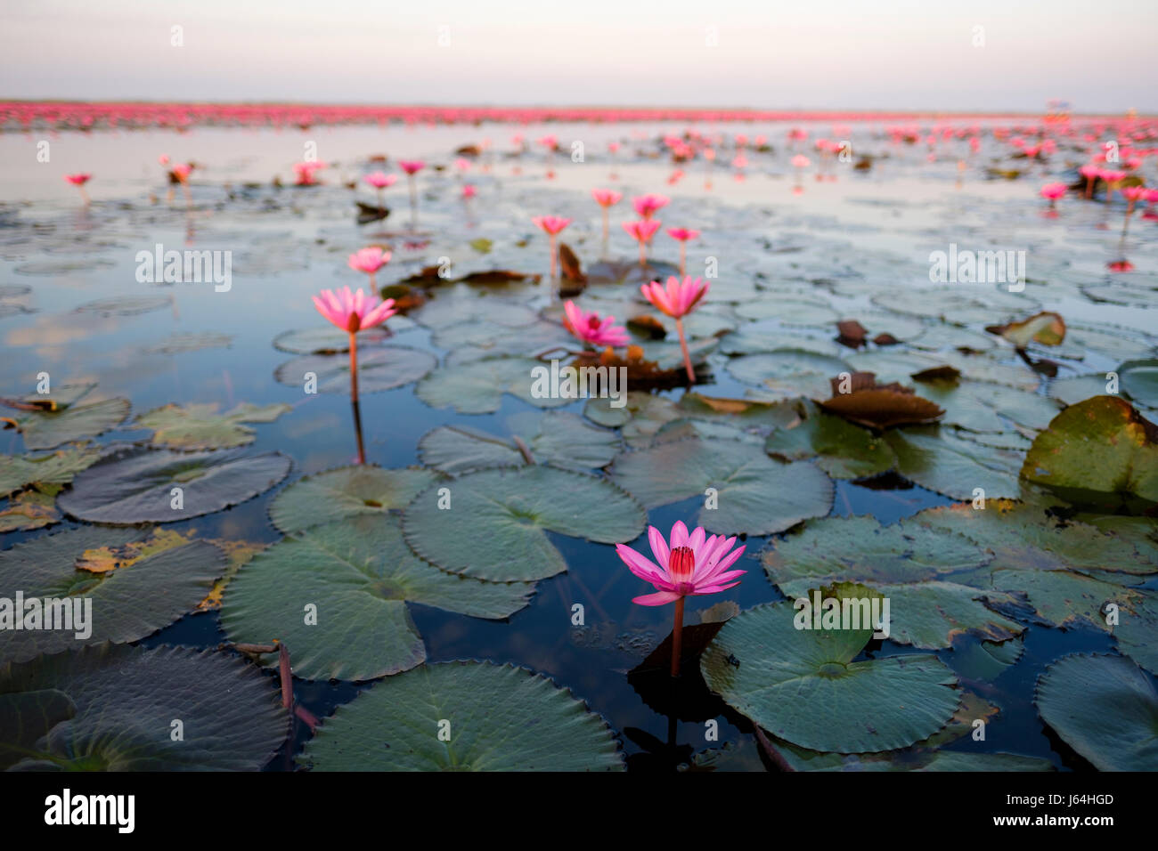 Acqua di rosa lillies a 'Red Lotus Mare" (Talay Bua Daeng), Kumphawapi, Udon Thani provincia, Thailandia. Foto Stock