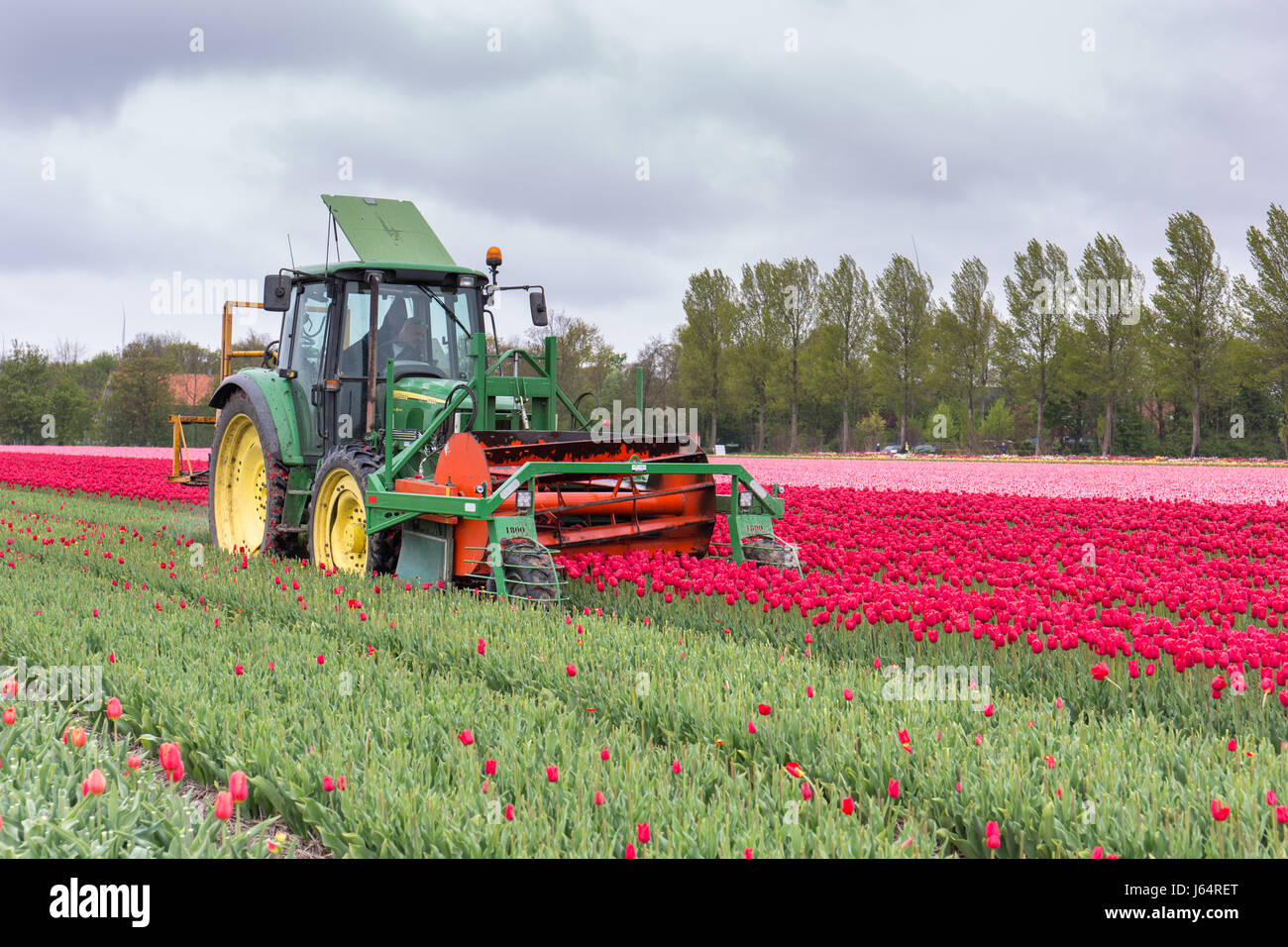Un trattore in un olandese tulip campo tagliando i tulipani dopo la fioritura Foto Stock