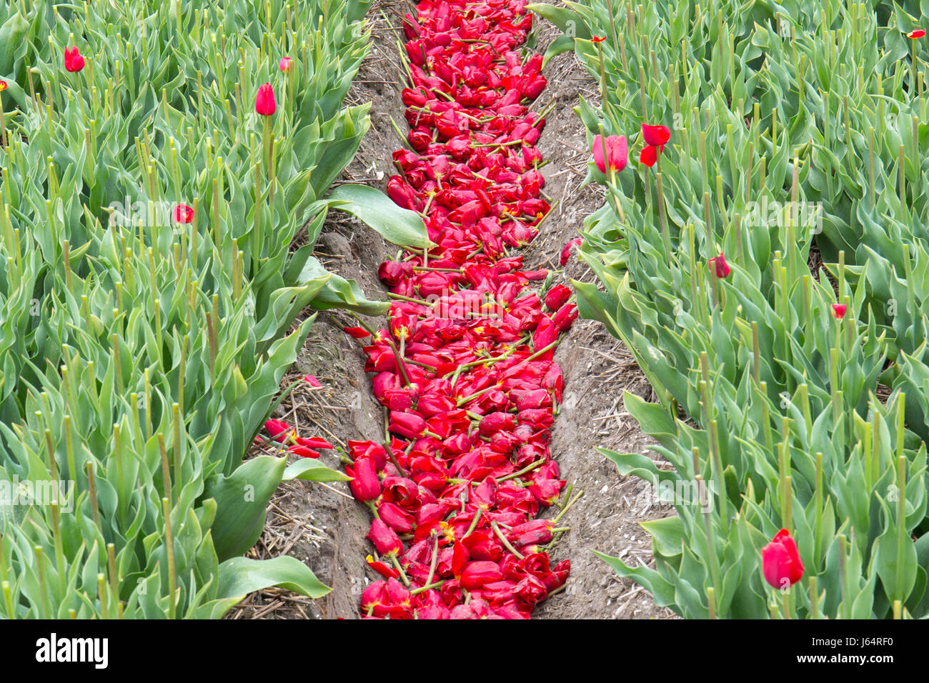 Close-up di un olandese tulip campo poco dopo i tulipani sono stati tagliati verso il basso Foto Stock