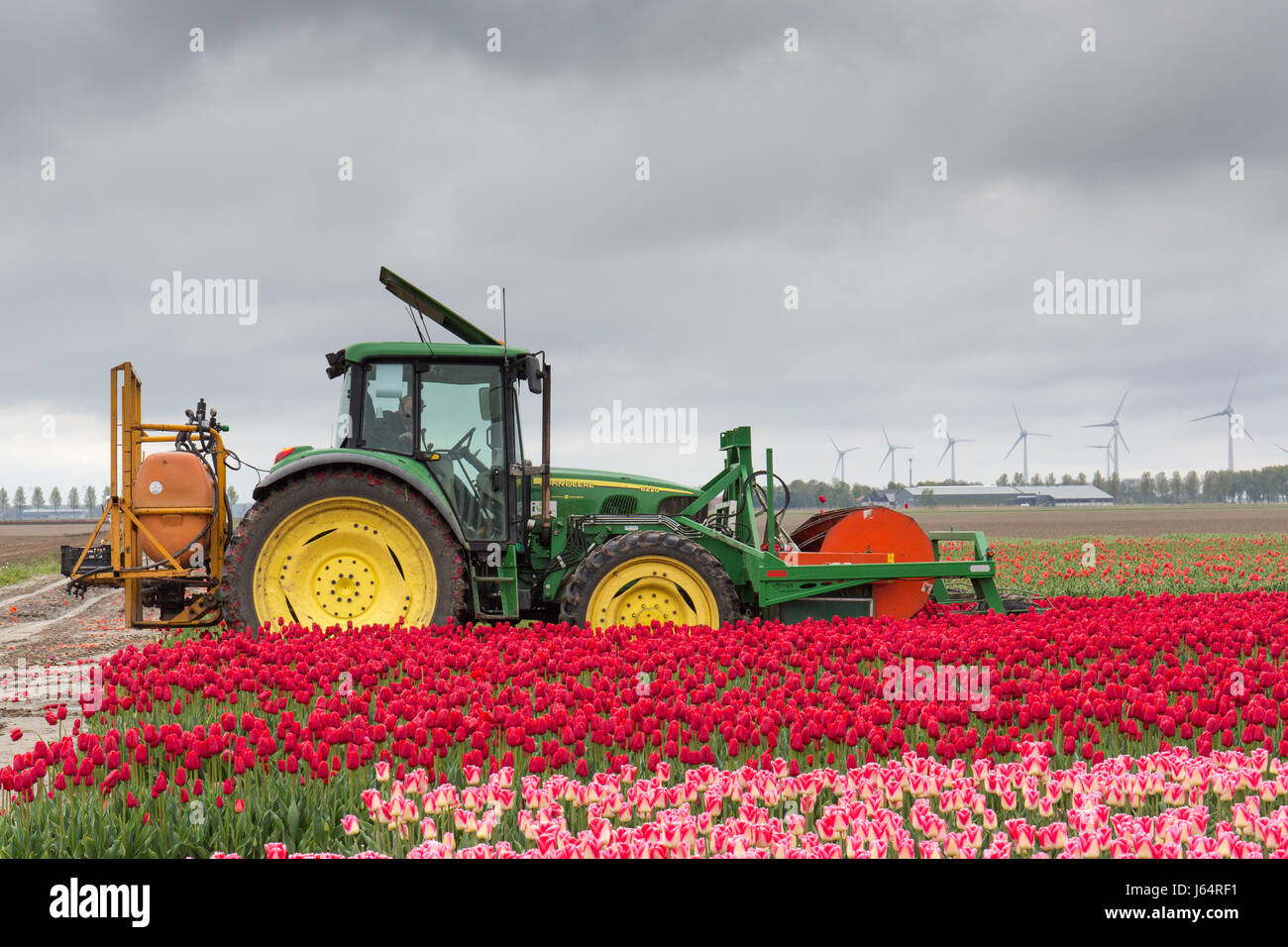Un trattore in un olandese tulip campo tagliando i tulipani dopo la fioritura con la moderna windturbines in background Foto Stock