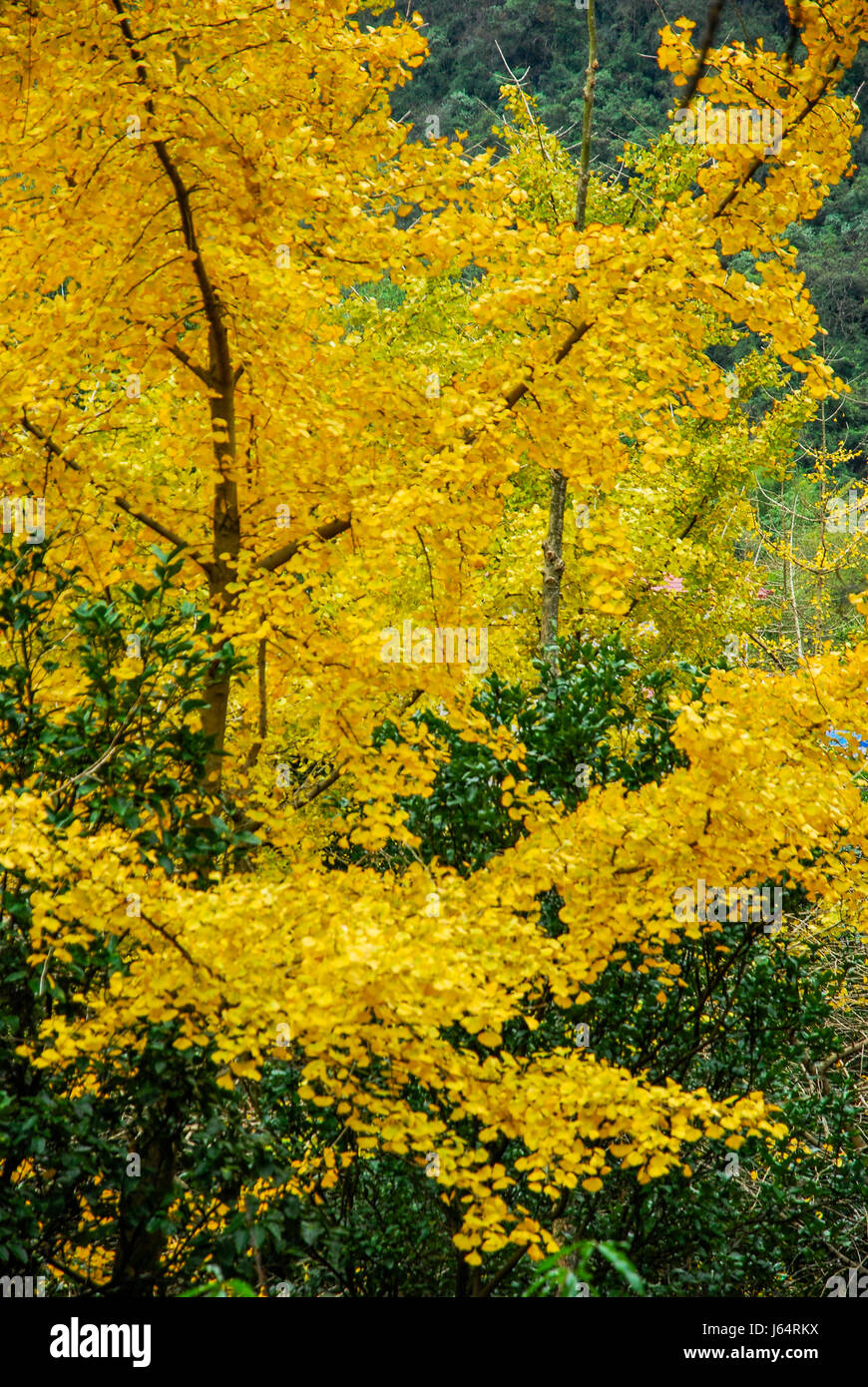 Ginkgo in autunno Foto Stock