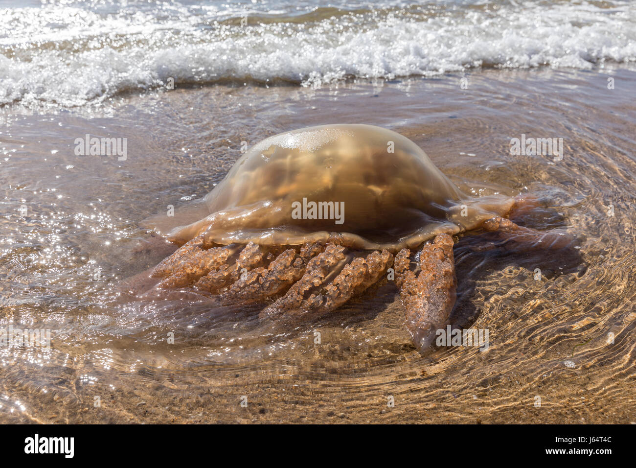 Marrone a filamento meduse sulla spiaggia di Olonne sur mer in Francia Foto Stock