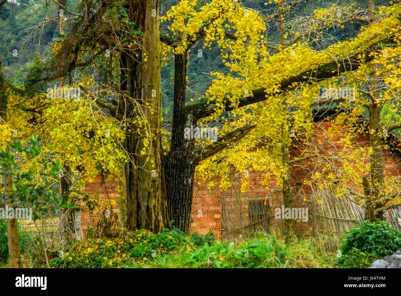 Ginkgo in autunno Foto Stock