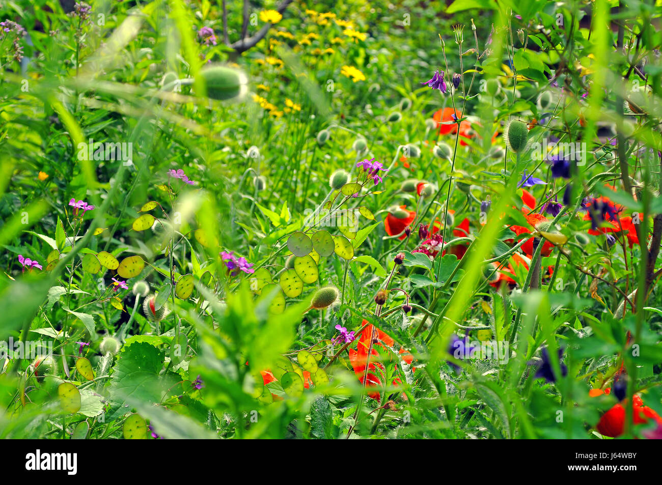Verde fiore fiori piante summerly estate erbe fiore giardino prato verde Foto Stock