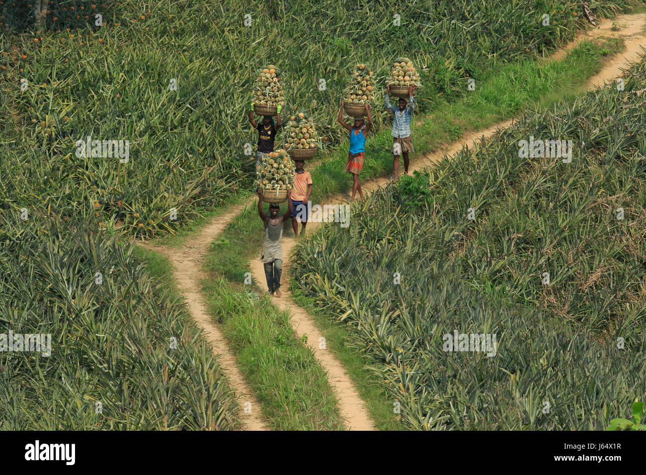 Raccolta di ananas sulla collina a Rangamati,Chittagang, Bangladesh. Foto Stock