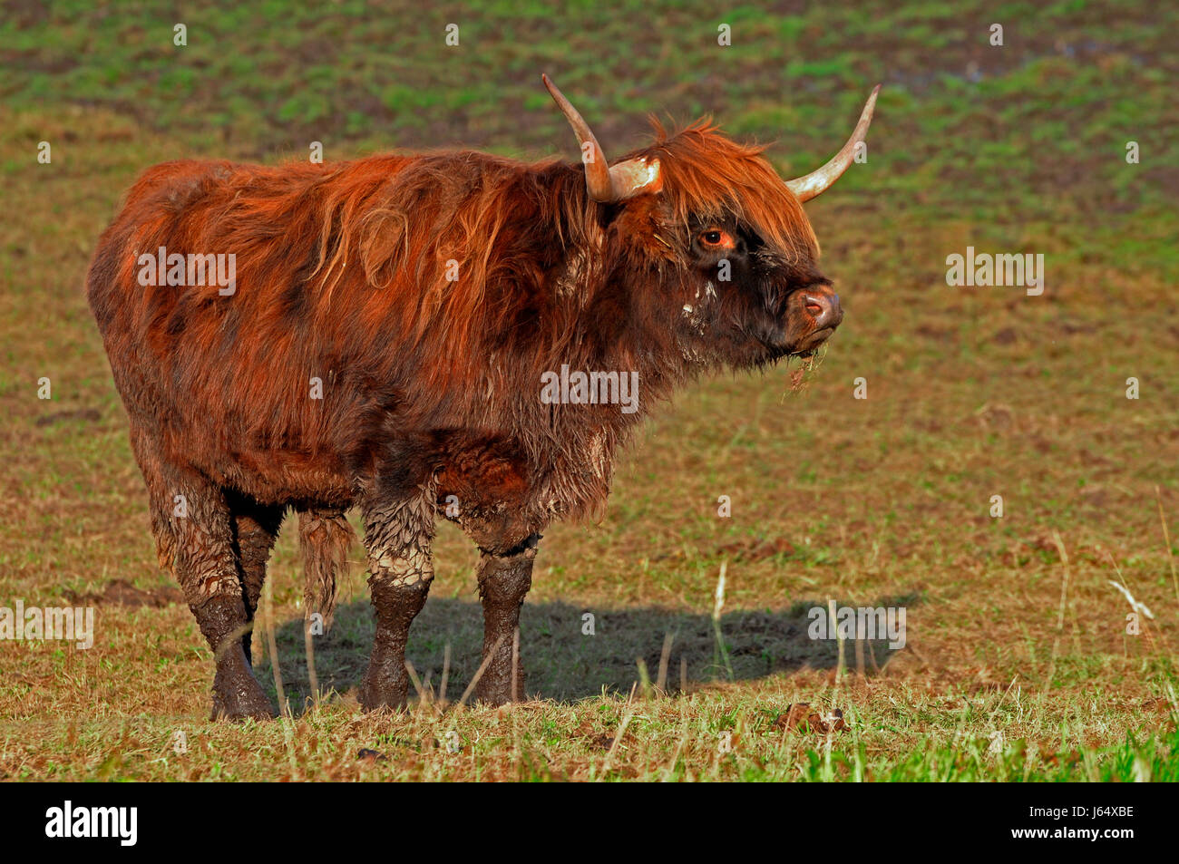 Il pet agricoltura allevamento bovino mucca animale da azienda scottish verde brunastro marrone Foto Stock