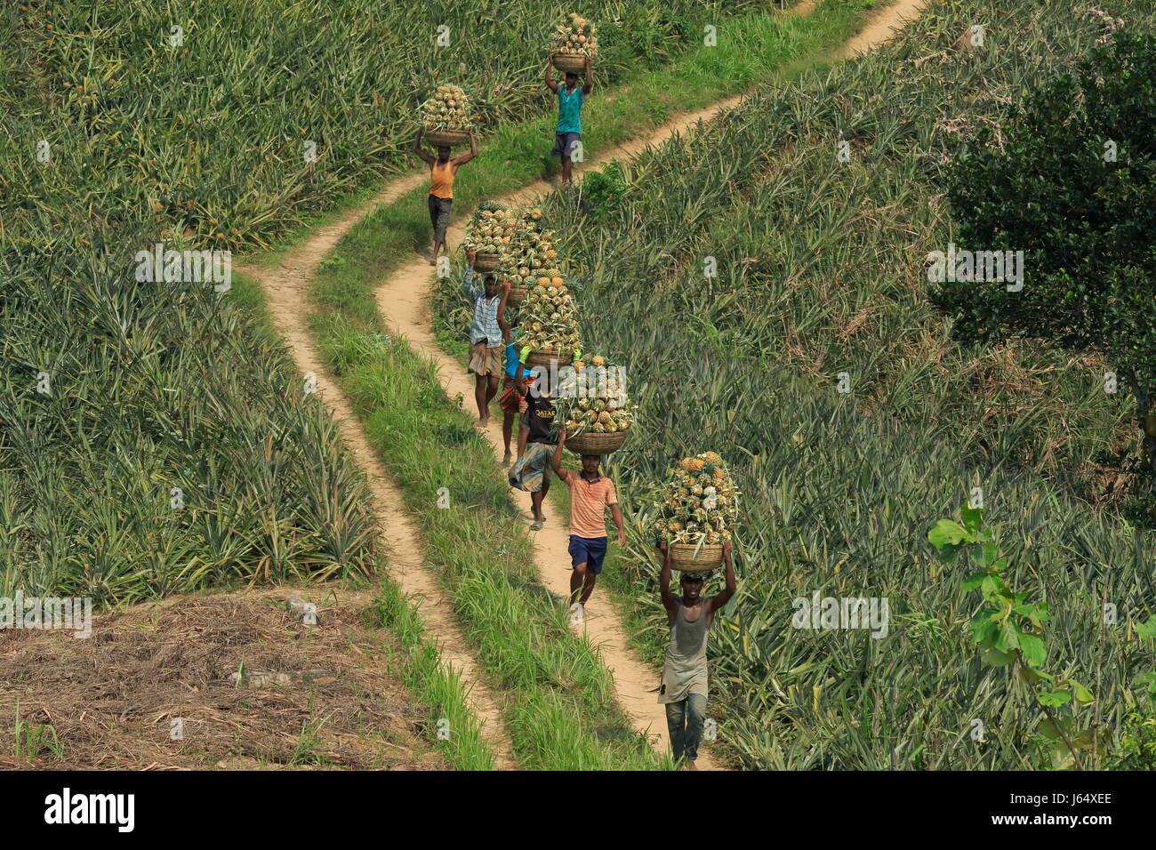 Raccolta di ananas sulla collina a Rangamati,Chittagang, Bangladesh. Foto Stock