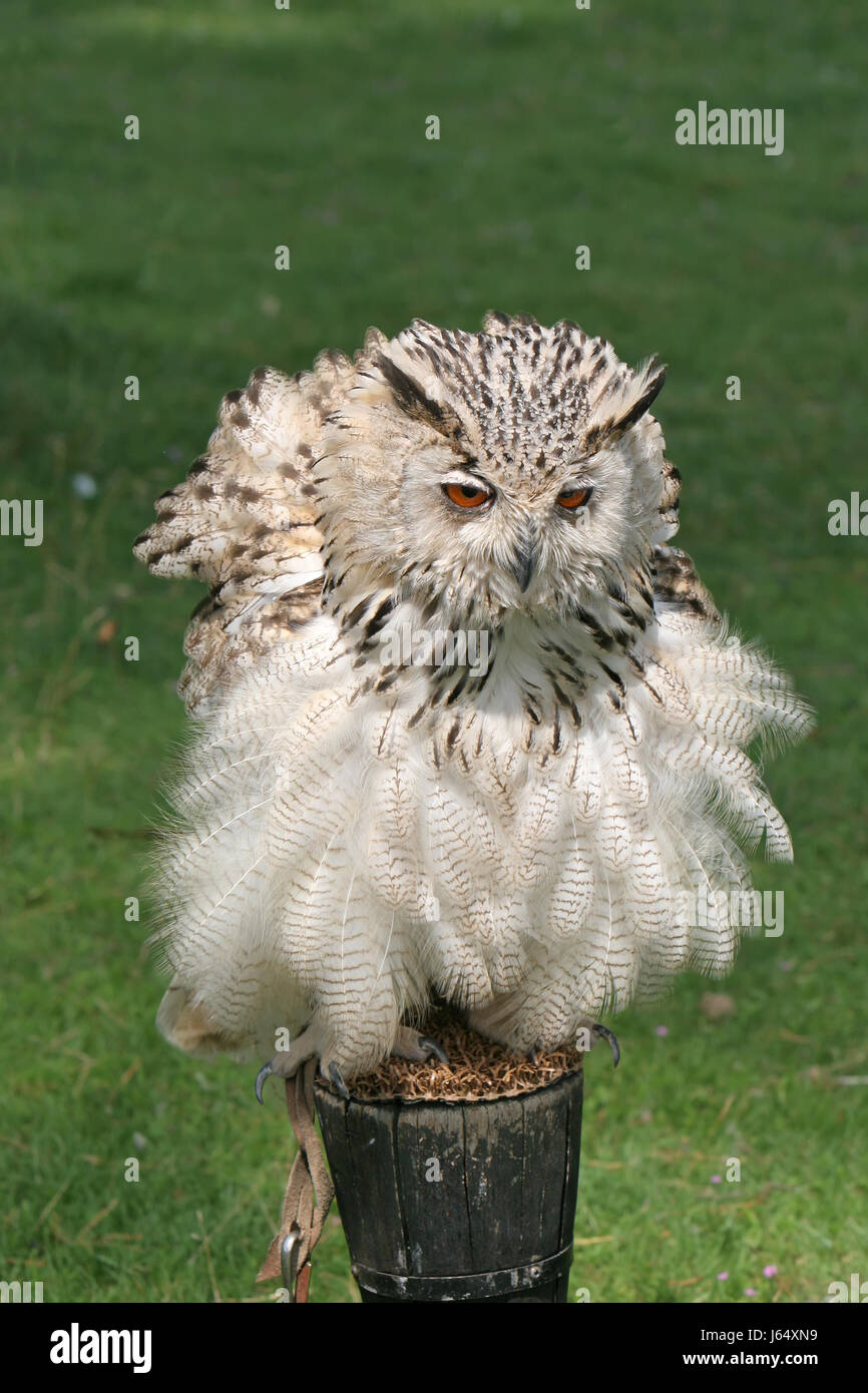 Raptor animale giovane owl il gufo reale uccello bruno marrone brunette occhio uccelli d'organo Foto Stock