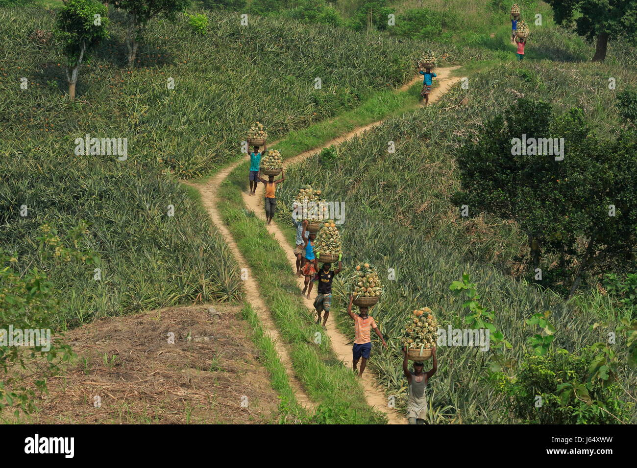 Raccolta di ananas sulla collina a Rangamati,Chittagang, Bangladesh. Foto Stock