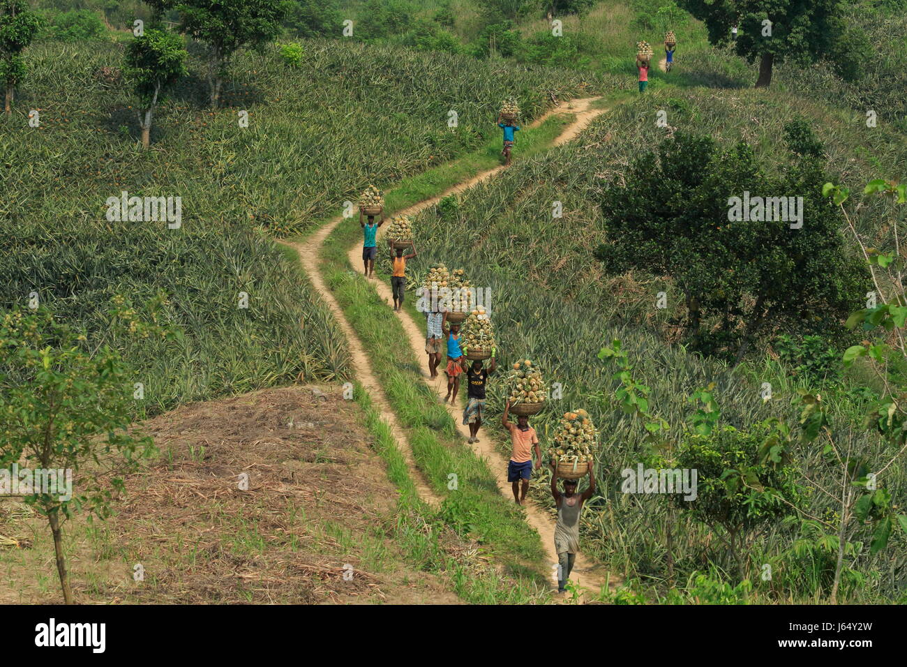 Raccolta di ananas sulla collina a Rangamati,Chittagang, Bangladesh. Foto Stock