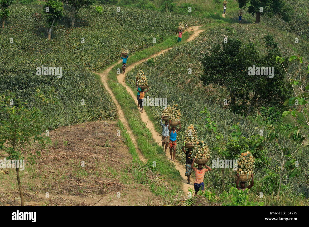 Raccolta di ananas sulla collina a Rangamati,Chittagang, Bangladesh. Foto Stock