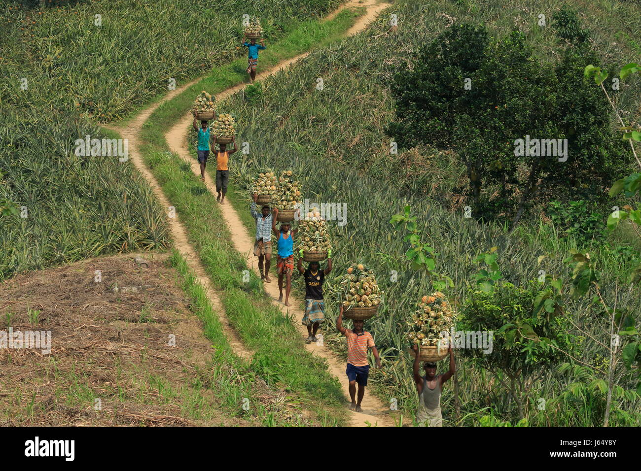 Raccolta di ananas sulla collina a Rangamati,Chittagang, Bangladesh. Foto Stock