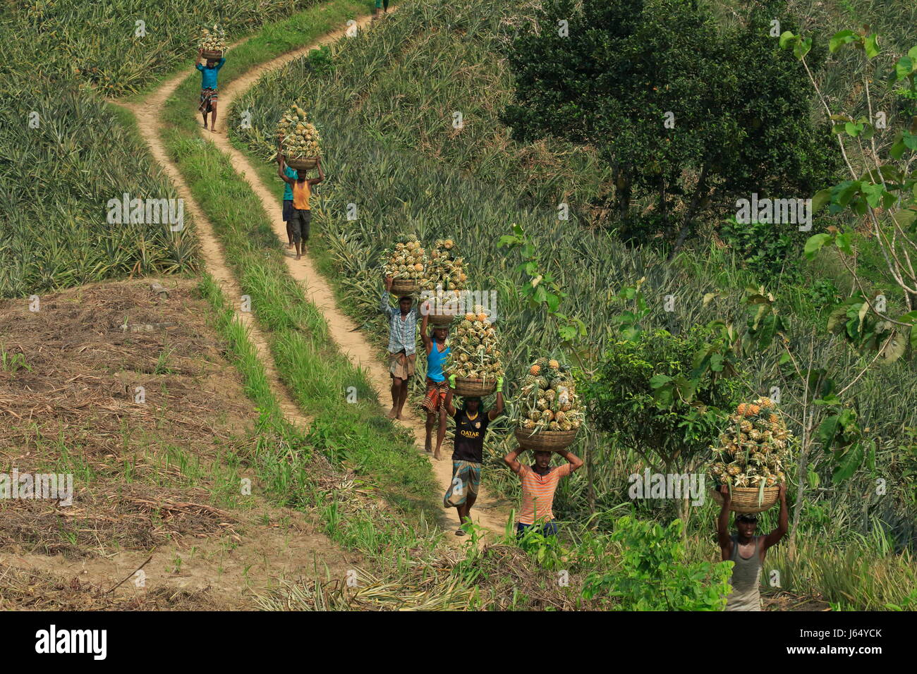 Raccolta di ananas sulla collina a Rangamati,Chittagang, Bangladesh. Foto Stock