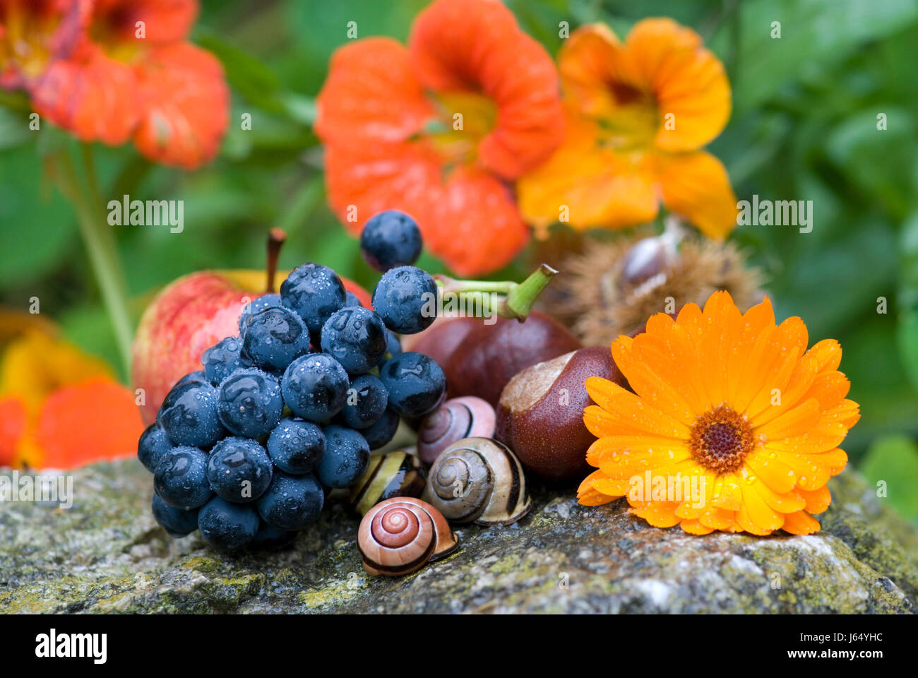 Giardino di piante e fiori castagneti da frutto natura autunno autunno uva dettaglio pietra da giardino Foto Stock