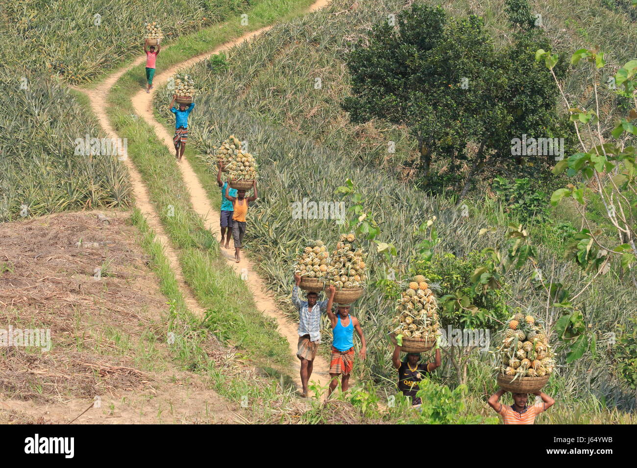 Raccolta di ananas sulla collina a Rangamati,Chittagang, Bangladesh. Foto Stock