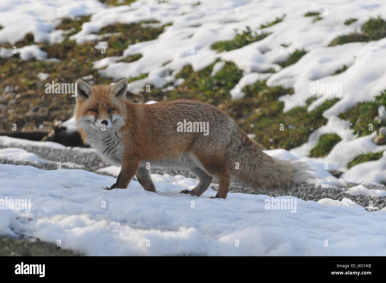 La pelle di mammifero fox da pelliccia di coda di volpe animale neve  ascolta animale bruno marrone Foto stock - Alamy