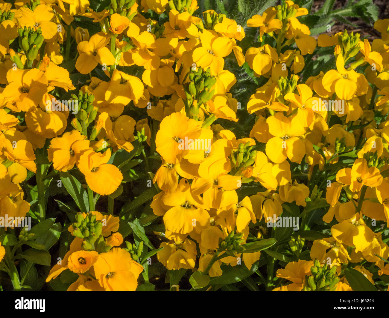 Close up dei fiori di violaciocca giallo tramonto Foto Stock