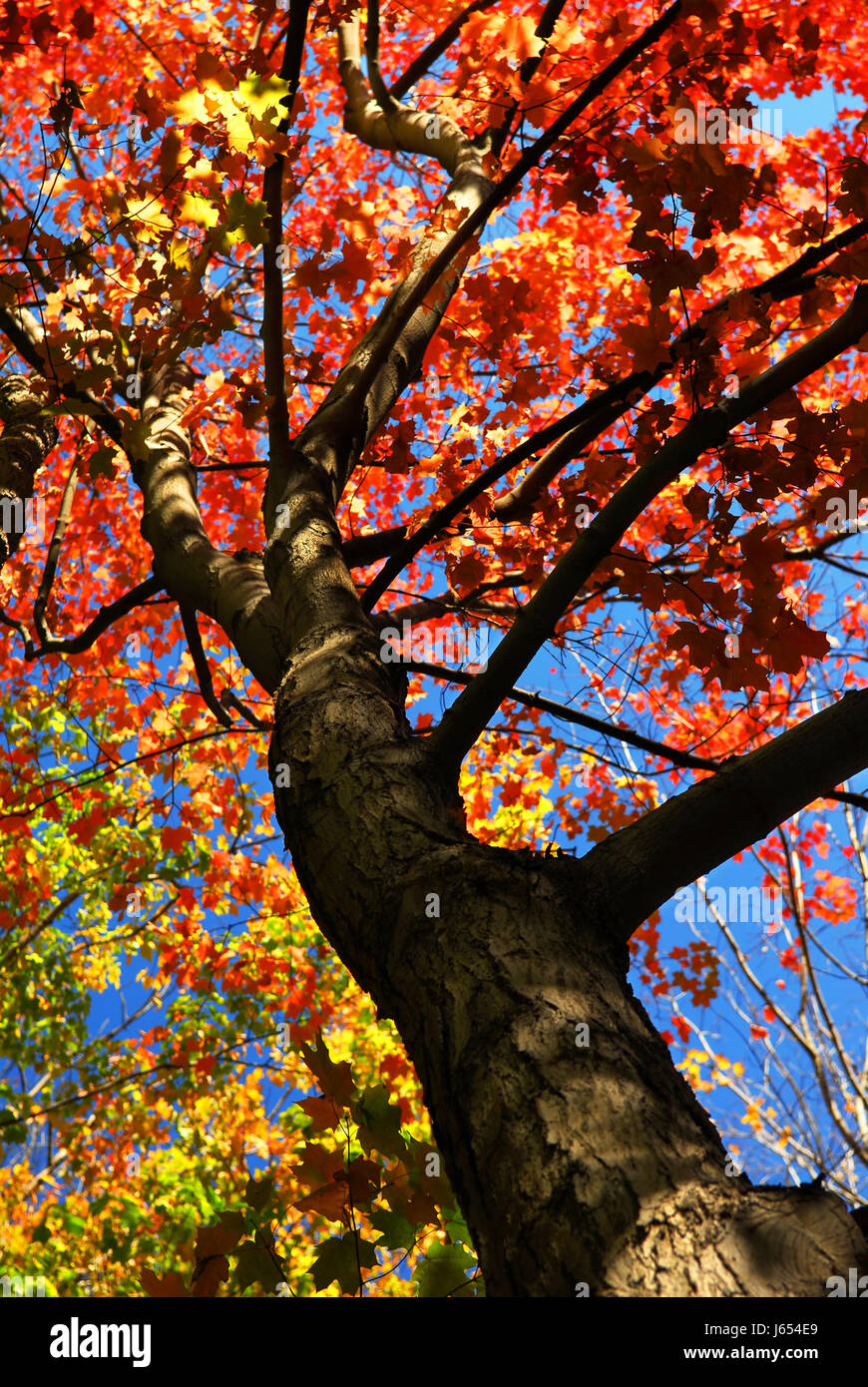 Albero di foglie di alberi da bosco fogliame autunno autunno blu raggiungere le bellissime Foto Stock