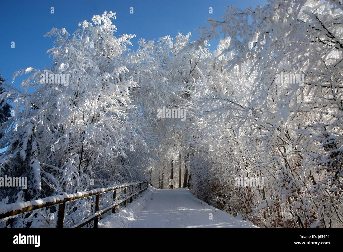 Albero alberi freddo inverno nevoso abeti della foresta di neve brilla brilla luminosa luce della Lucent Technologies Foto Stock