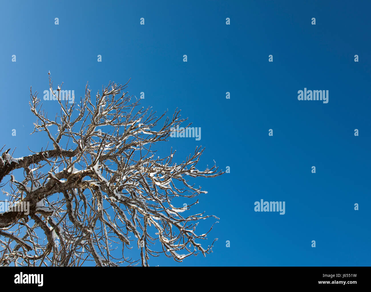 alberi di inverno Foto Stock