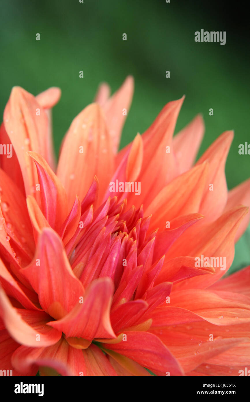 Macro Close-up di ammissione macro da vicino la vista giardino di piante e fiori bloom blossom Foto Stock