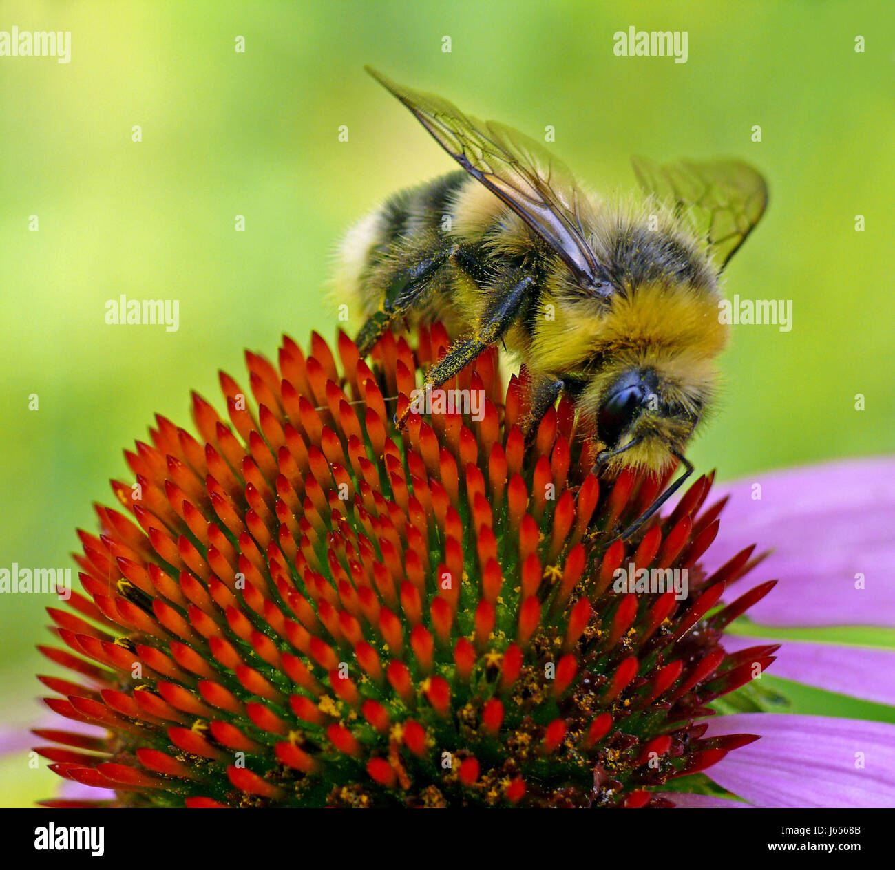 Gli insetti bumblebee nettare pantina parasole cibo aliment insetto nettare polline sting Foto Stock