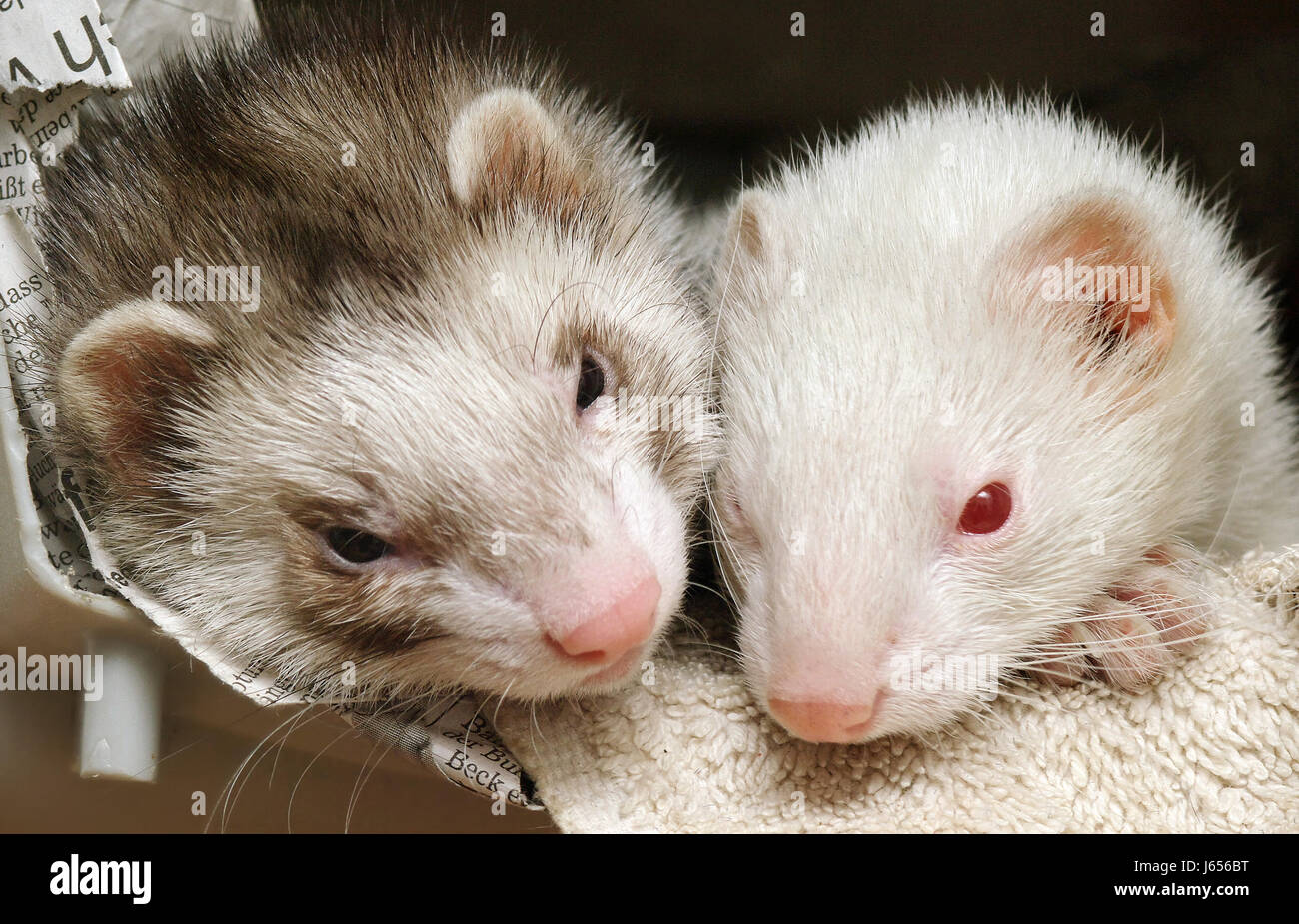 Gabbia di pet ferret giovane coppia giornale ufficiale pet ritratto occhi naso coccolare Foto Stock