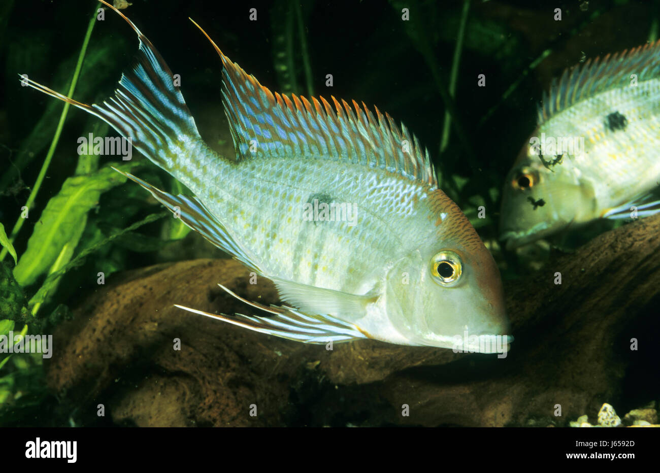 Rotkopf-Buntbarsch, Erdfresser, Geophagus spec., Buntbarsche Foto Stock