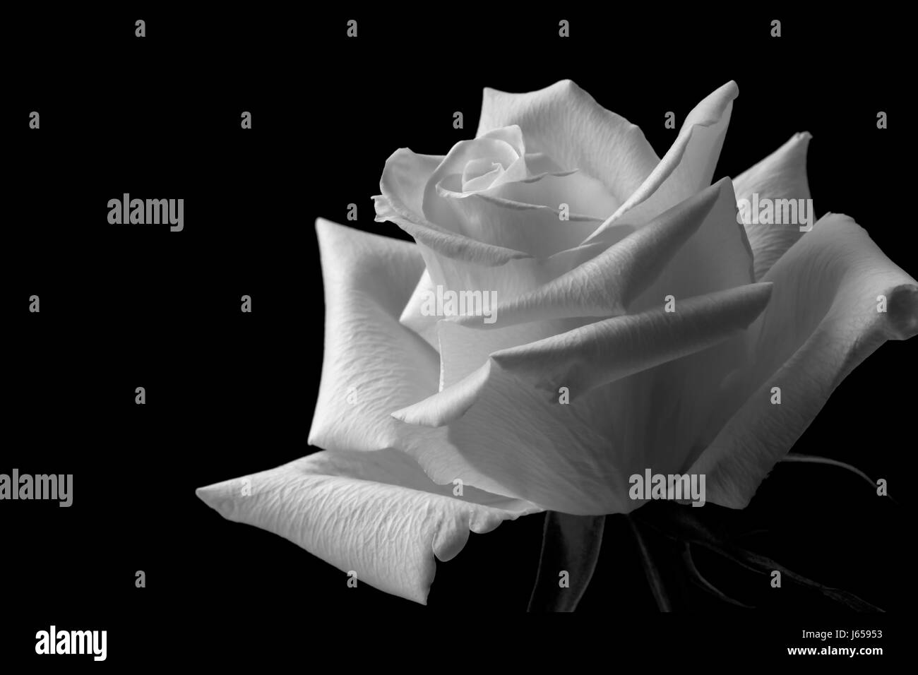 Rose in mono Foto Stock