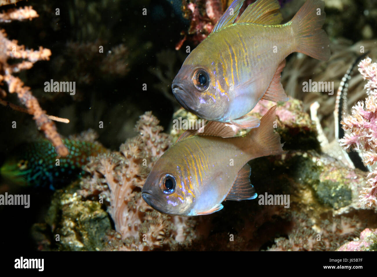 Atollo di pesci colorati di colore gorgeous molteplici riccamente colorati acquario Foto Stock