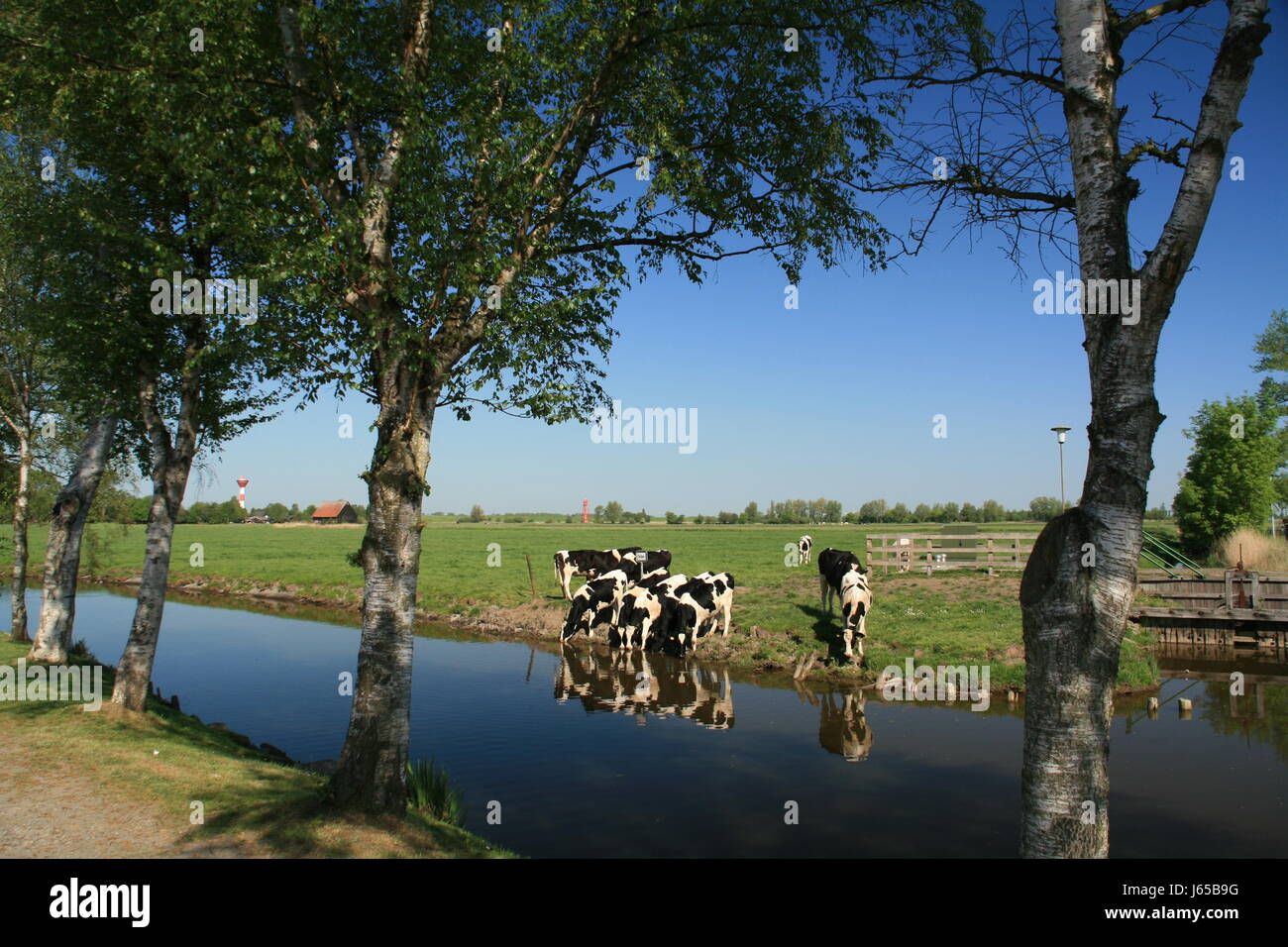 Agricoltura Agricoltura mucca stream vacche nord Germania Repubblica federale tedesca Foto Stock