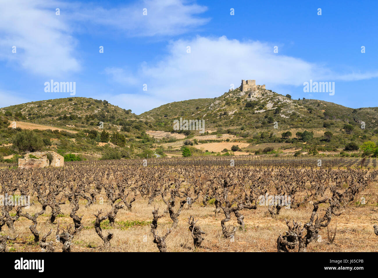 Francia, Aude, Tuchan, Castello di Aguilar e vigna Fitou AOC Foto Stock