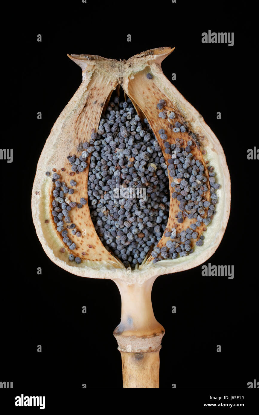Mohnkapsel asportata con semi di papavero Foto Stock