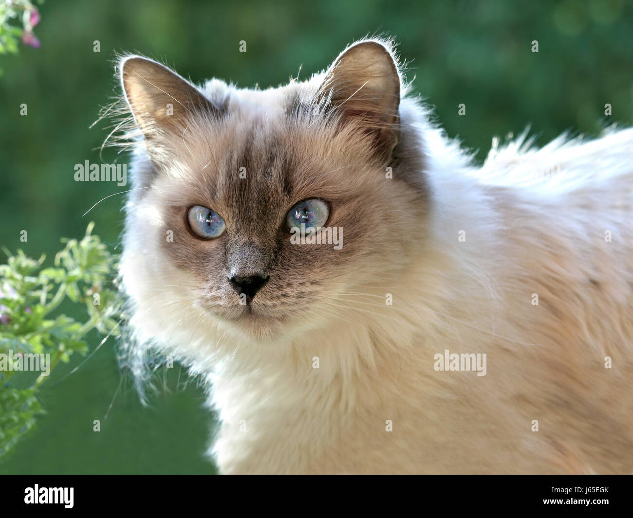 Il pet pussycat cat gatto domestico animale blu occhi pet pelle beige i peli lunghi gara Foto Stock
