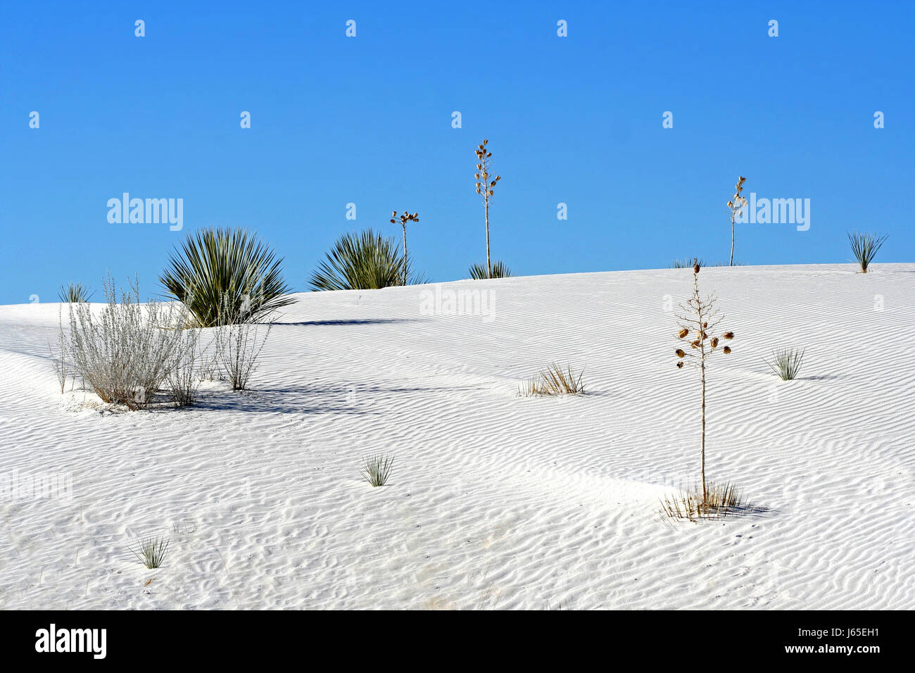 Monumento Nazionale di parco nazionale usa sands sabbia monumento blu deserto vegetale Foto Stock