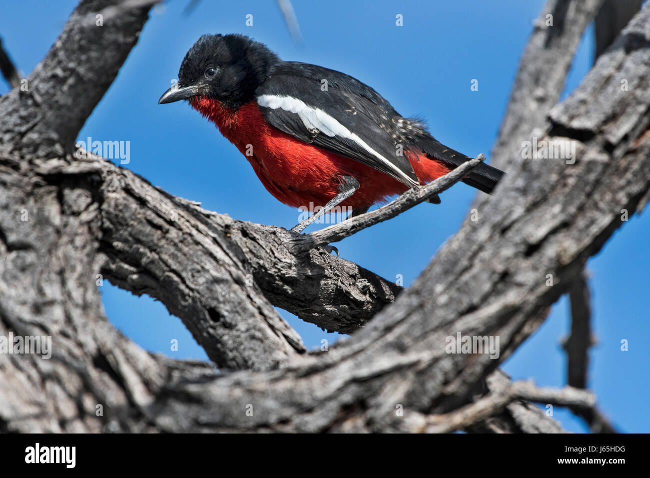 Averla petto-cremisi (Laniarius atrococcineus), Crimson-breasted Gonolek Foto Stock