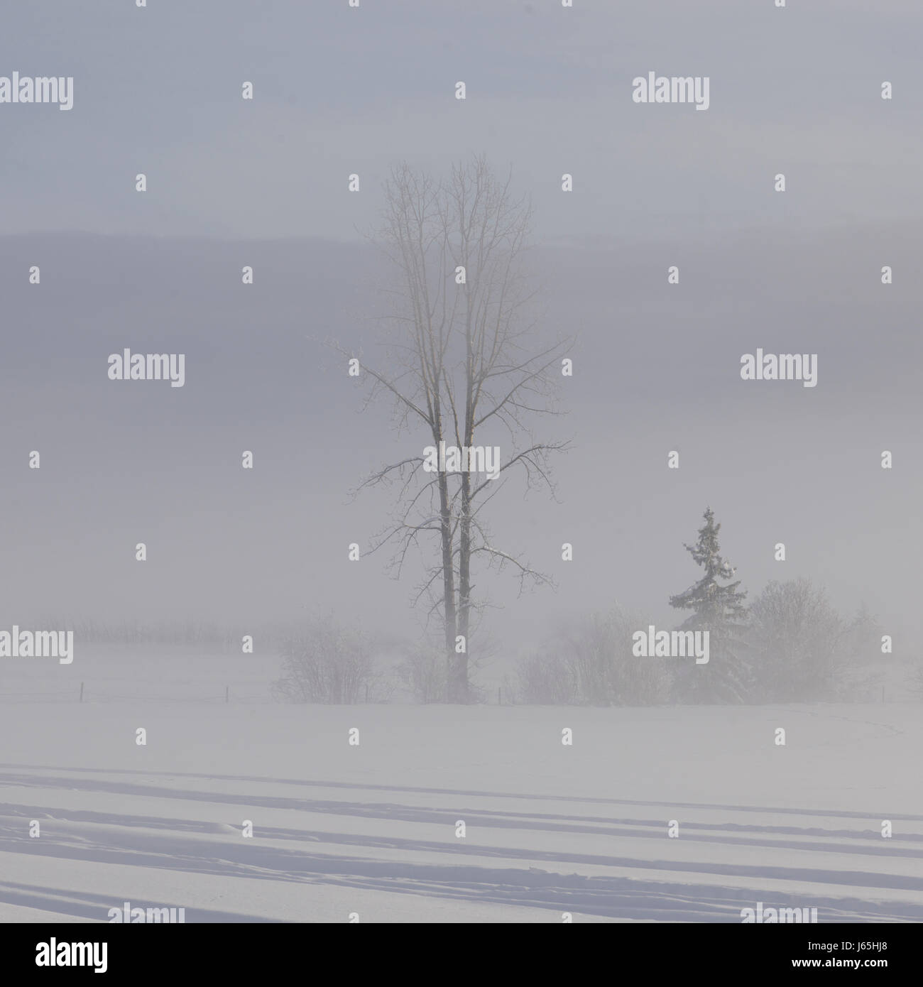 Alberi su paesaggi innevati, British Columbia Highway 97, British Columbia, Canada Foto Stock