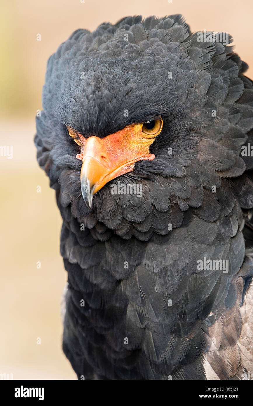 Vicino la testa e le spalle colpo di bateleur eagle, Snake Eagle che mostra gli occhi e becco a gancio Foto Stock