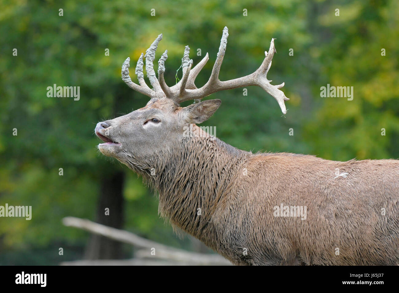 Stag cervo selvatico corno hunter hunt boschi shot di corna di cervo foresta cacce hart stag Foto Stock