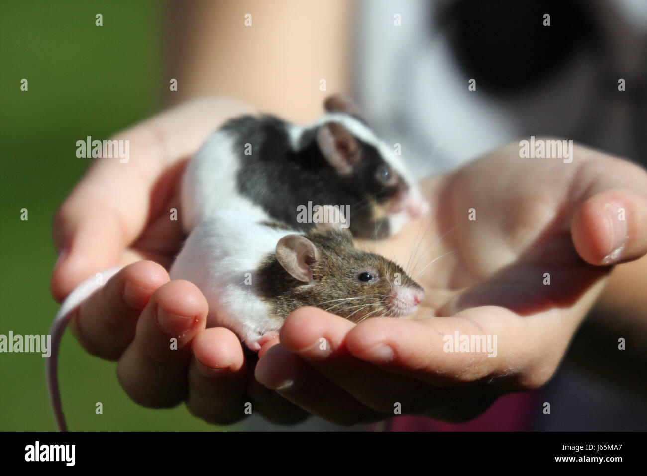 Mano mouse roditori topi giovani giovani mani mano beauteously bello bello pet Foto Stock