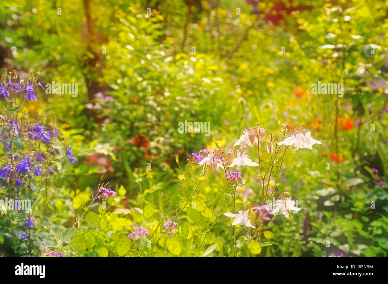 Flower prato in inizio di estate Foto Stock